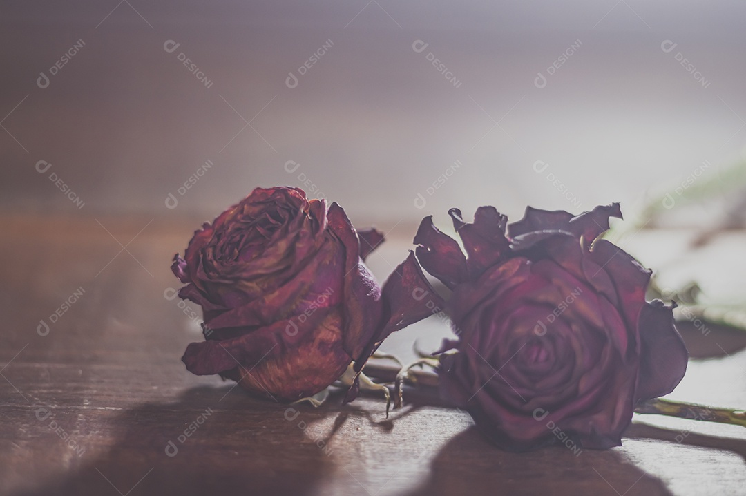 Rosas temáticas dramáticas, rosas murchas e sem vida, natureza morta