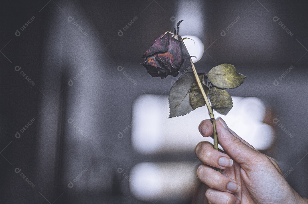 Rosas temáticas dramáticas, rosas murchas e sem vida, natureza morta