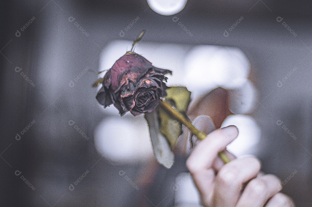 Rosas temáticas dramáticas, rosas murchas e sem vida, natureza morta