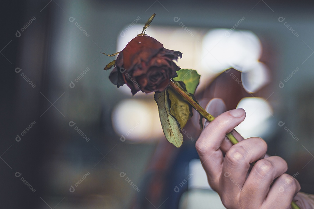 Rosas temáticas dramáticas, rosas murchas e sem vida, natureza morta