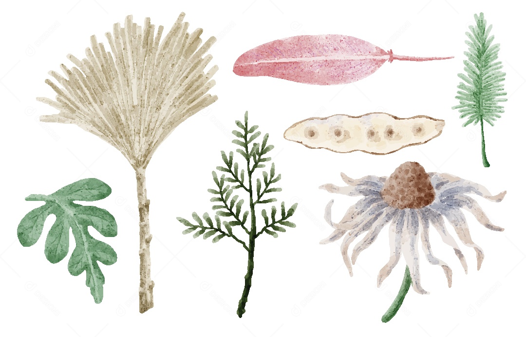 Flores Ilustração Vetor EPS