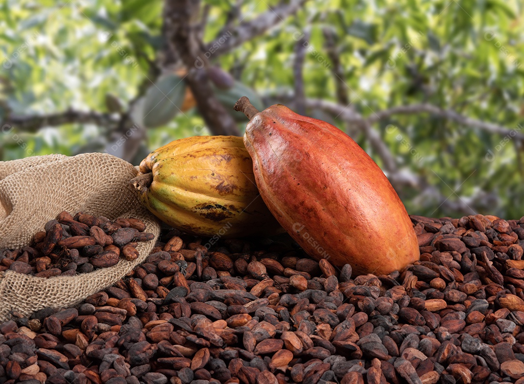 Frutos e sementes de cacau com plantação ao fundo