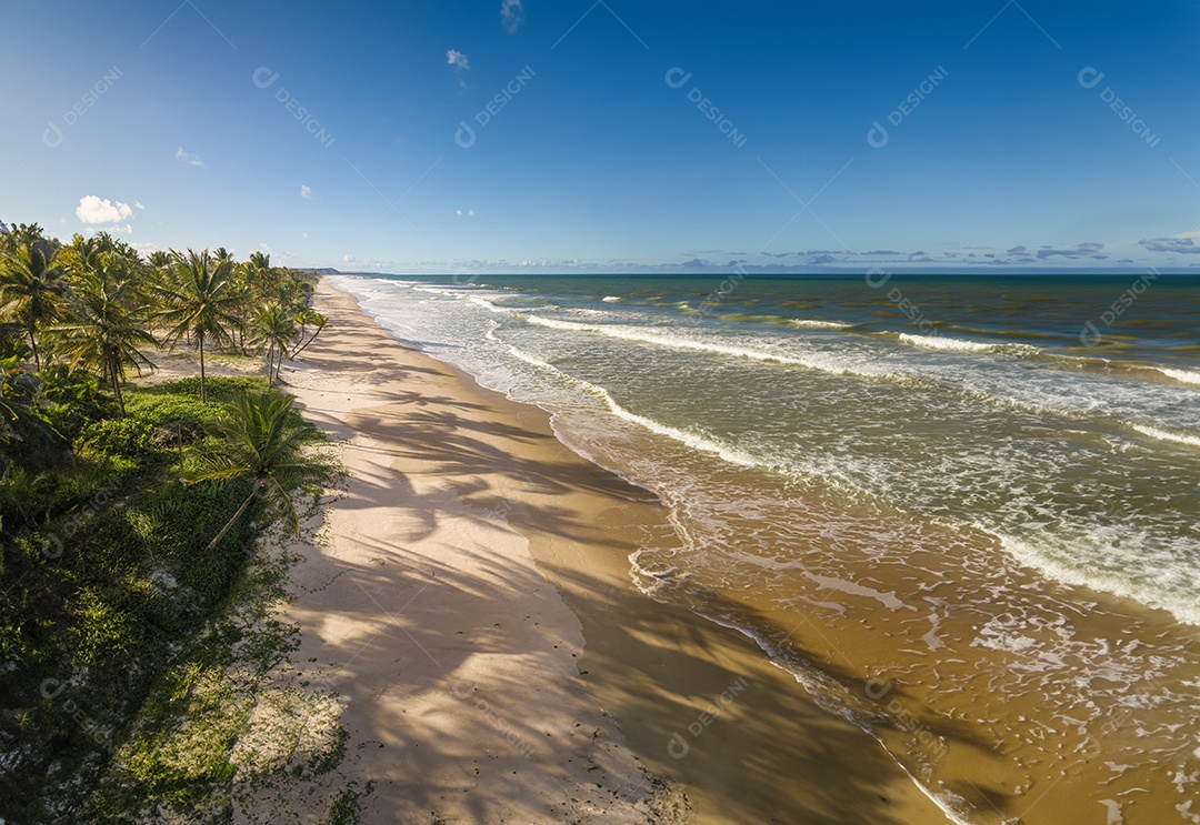 Vista aérea praia deserta com coqueiros na costa da Bahia