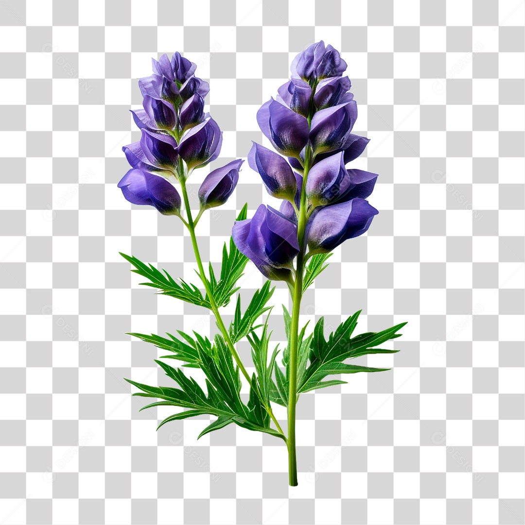 Flor de Sino PNG Transparente