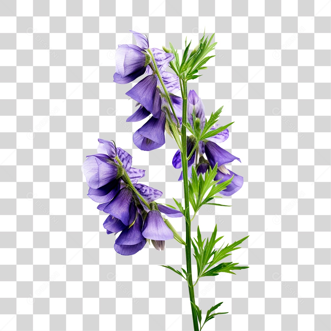 Flor de Sino PNG Transparente