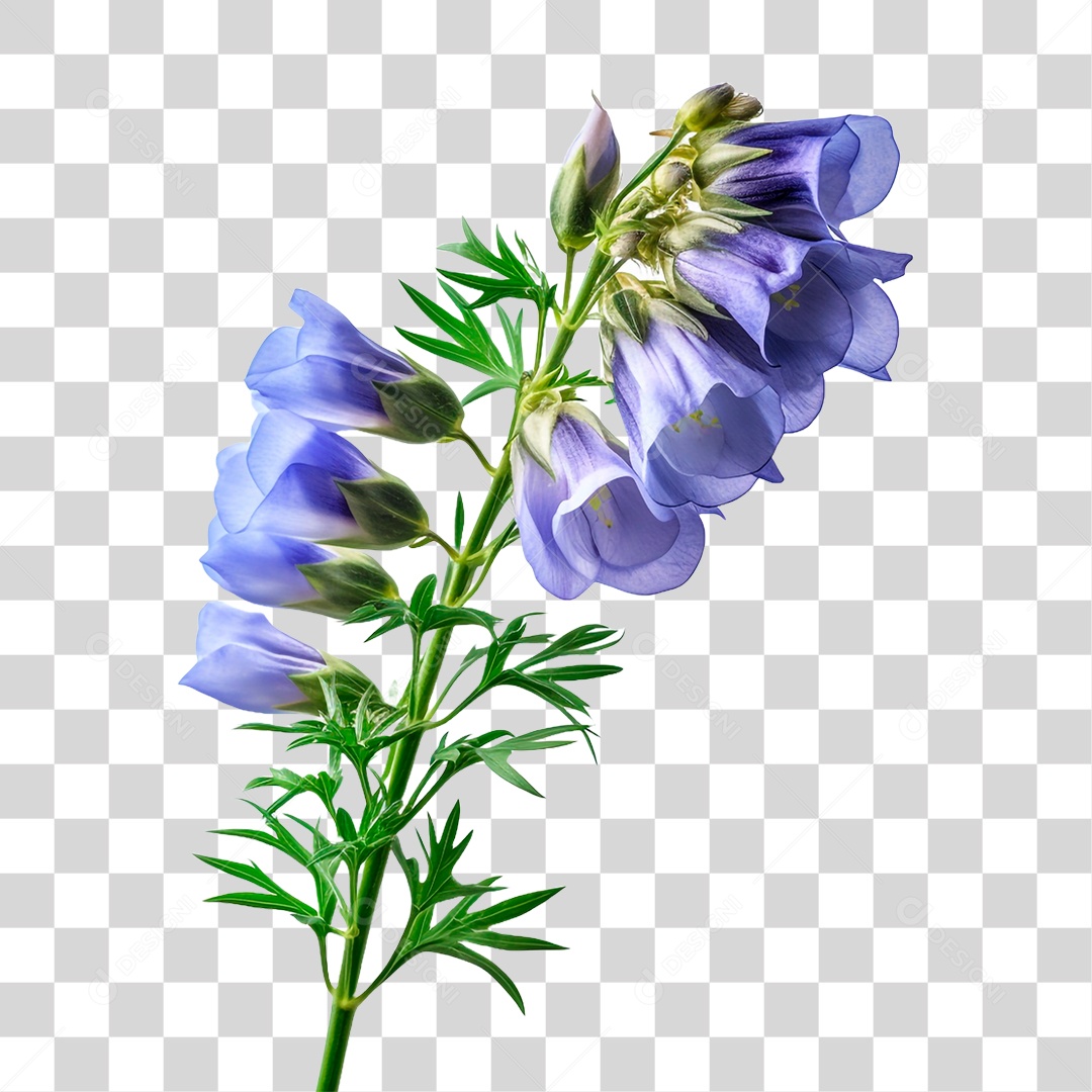 Flor de Sino PNG Transparente