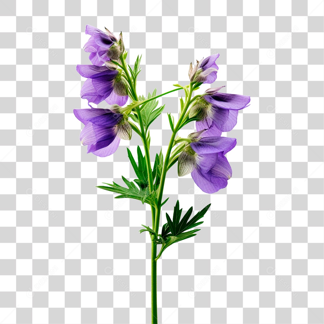Flor de Sino PNG Transparente