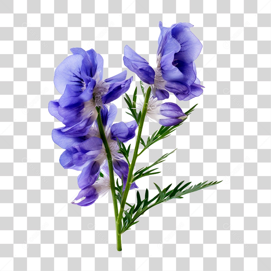 Flor de Sino PNG Transparente