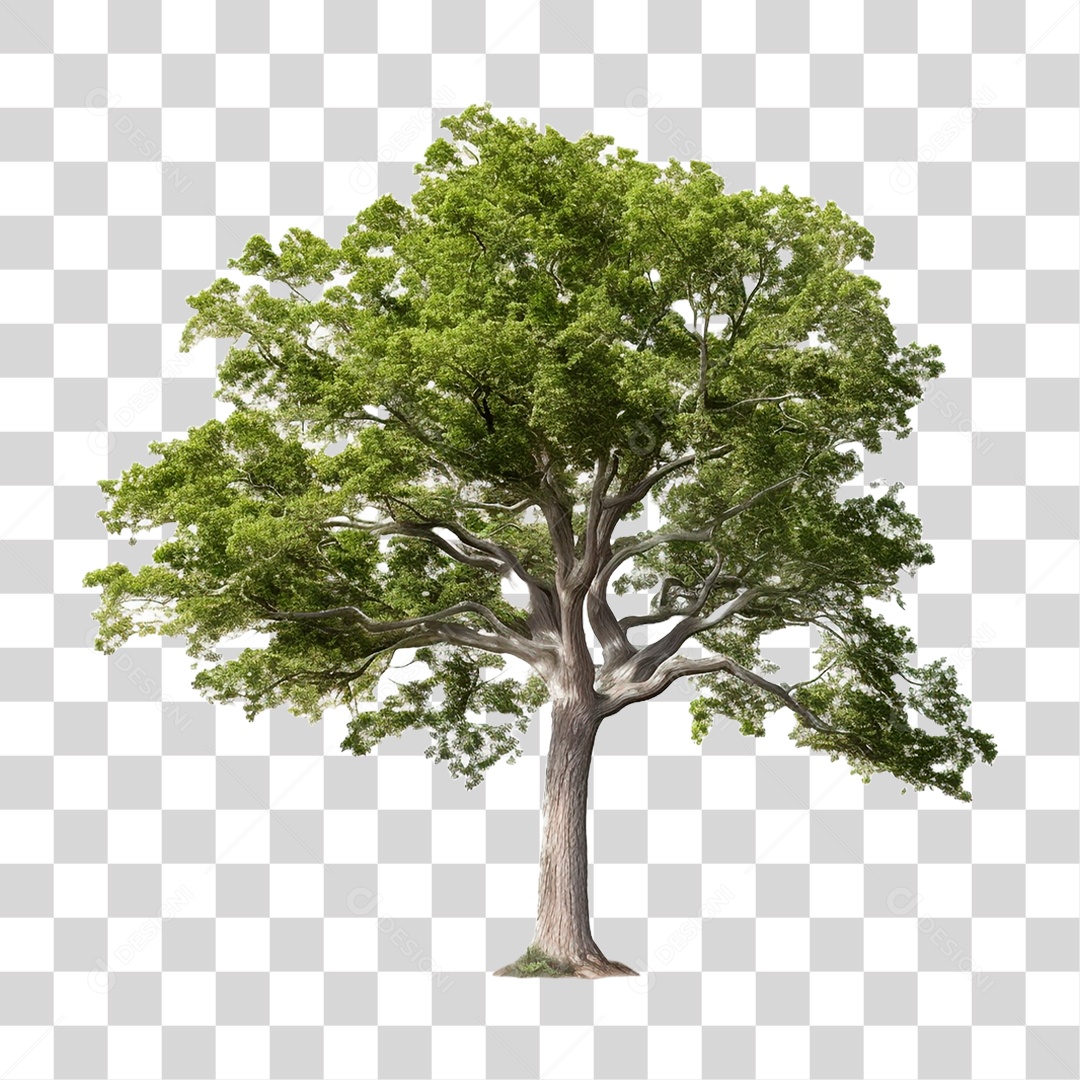 Árvore Verde PNG Transparente