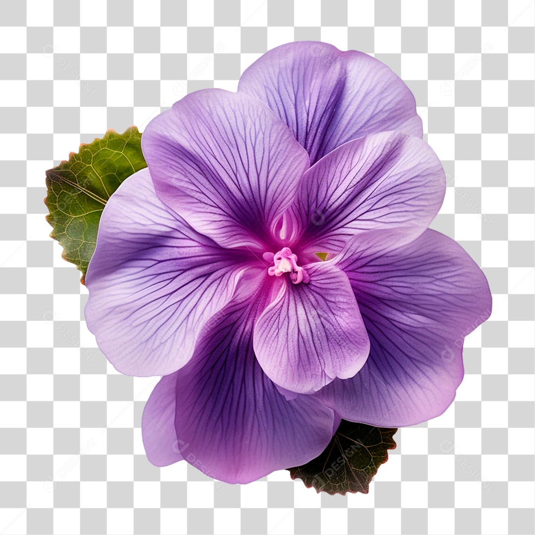 Violeta Africana PNG Transparente