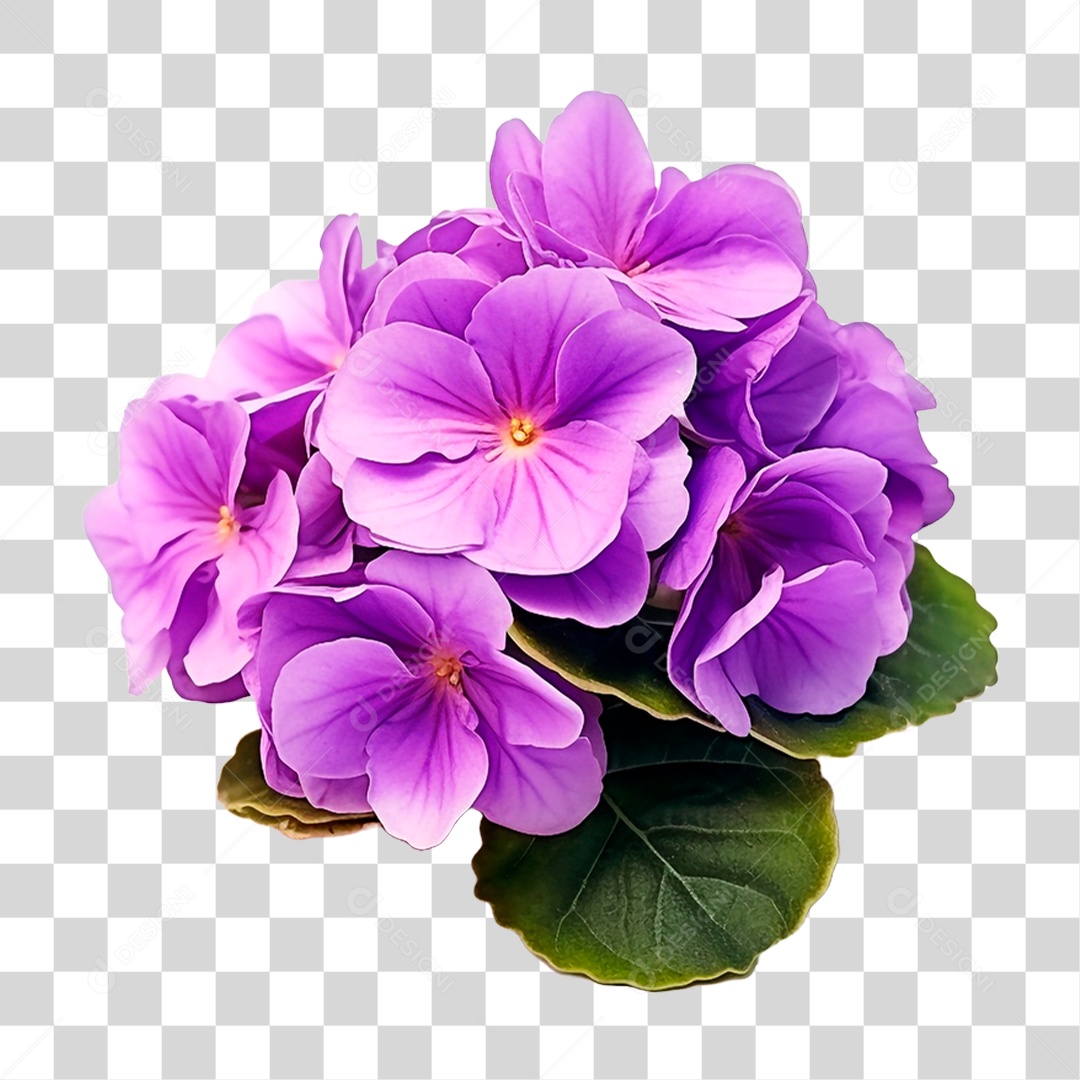 Violeta Africana PNG Transparente