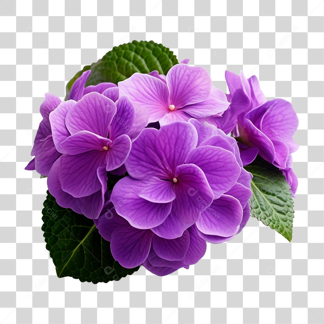 Violeta Africana PNG Transparente