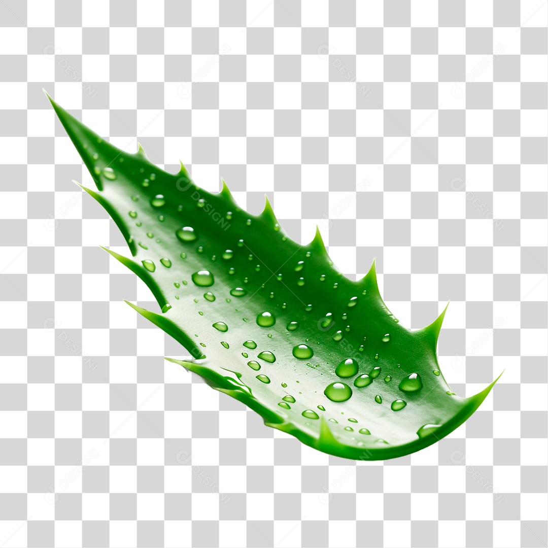 Folha de Babosa PNG Transparente