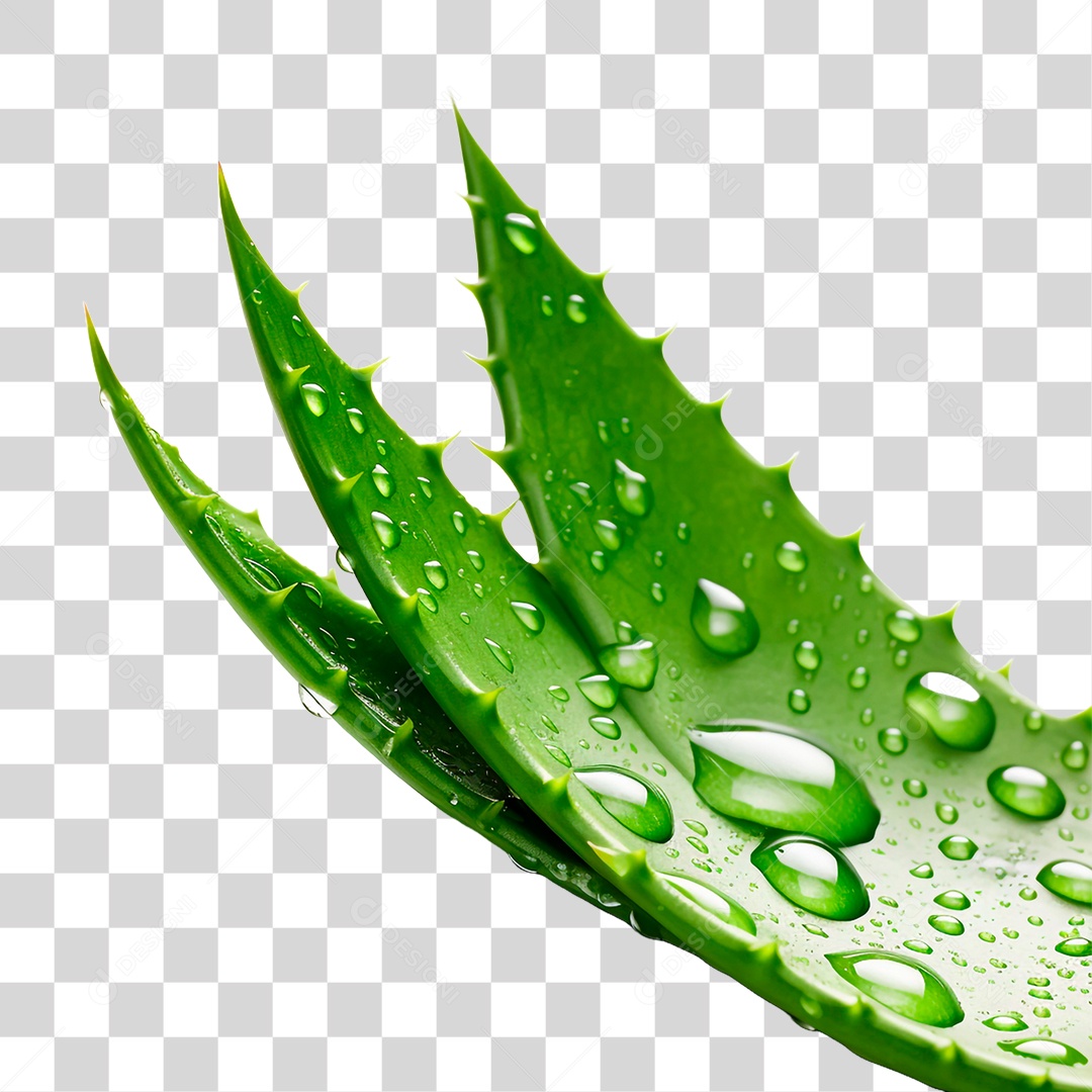 Folhas de Babosa PNG Transparente