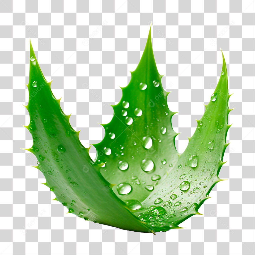 Folhas de Babosa PNG Transparente