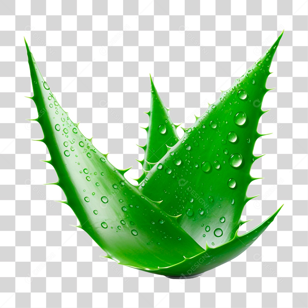 Folhas de Babosa PNG Transparente