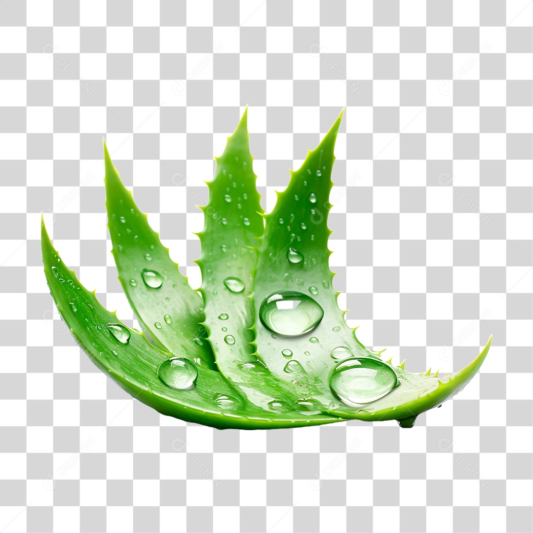 Folha de Babosa PNG Transparente