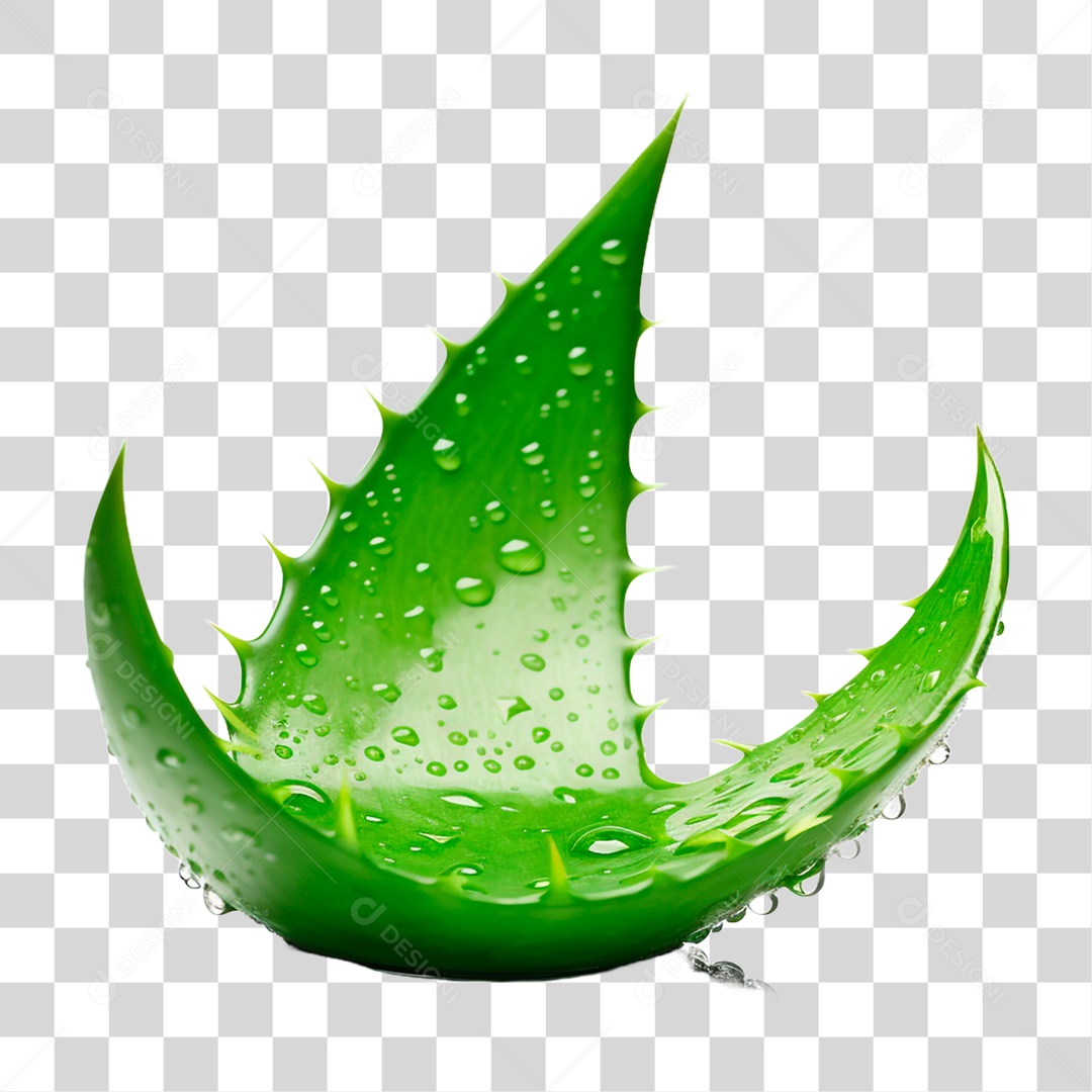 Folha de Babosa PNG Transparente