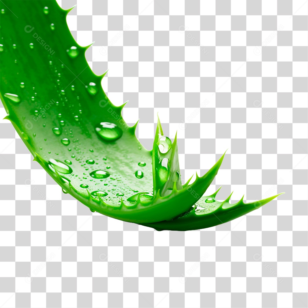 Folha de Babosa PNG Transparente