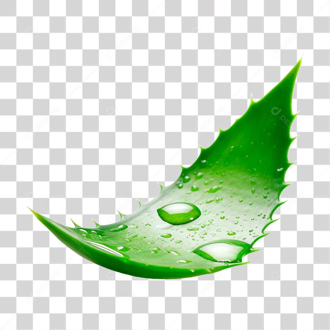 Folha de Babosa PNG Transparente