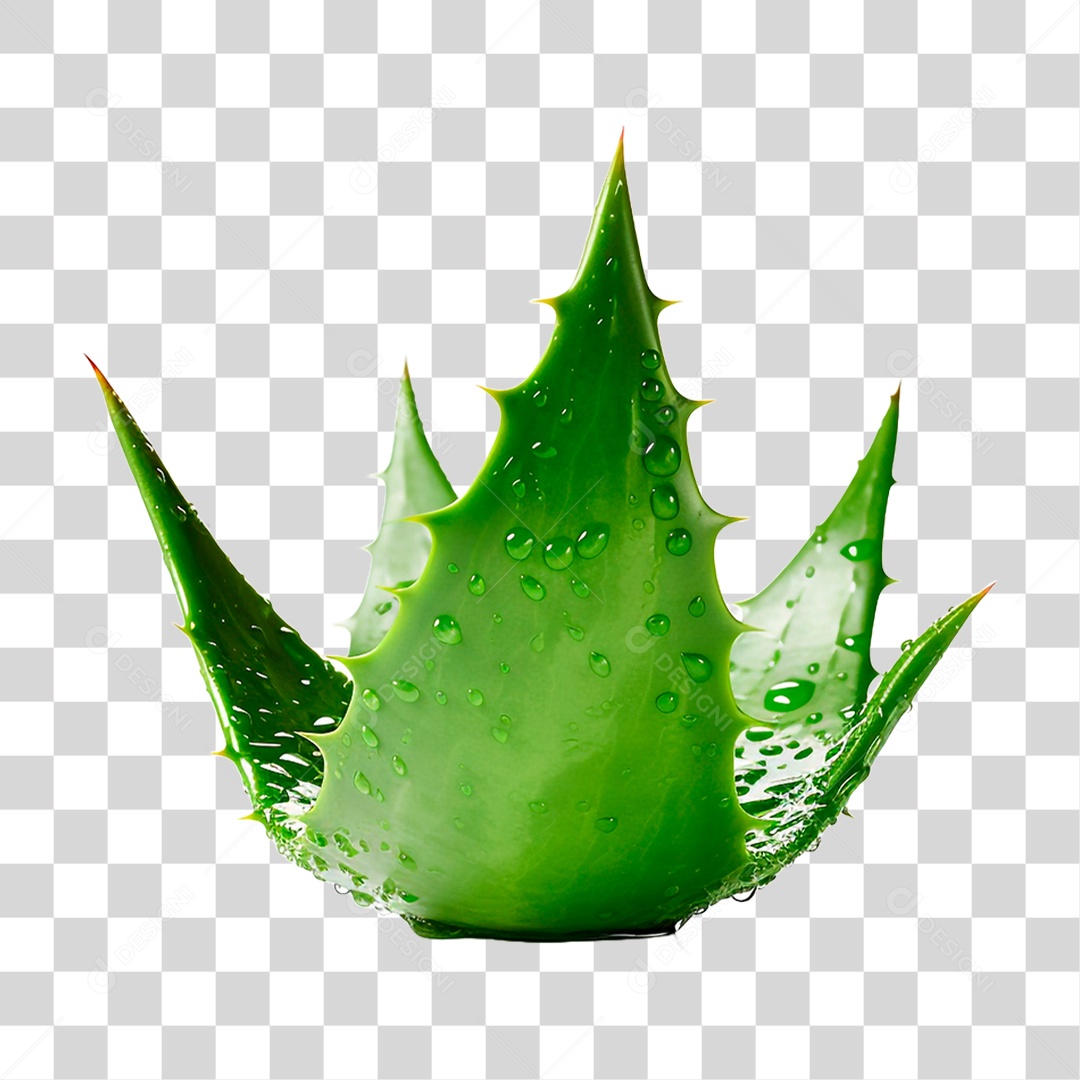 Folhas de Babosa PNG Transparente