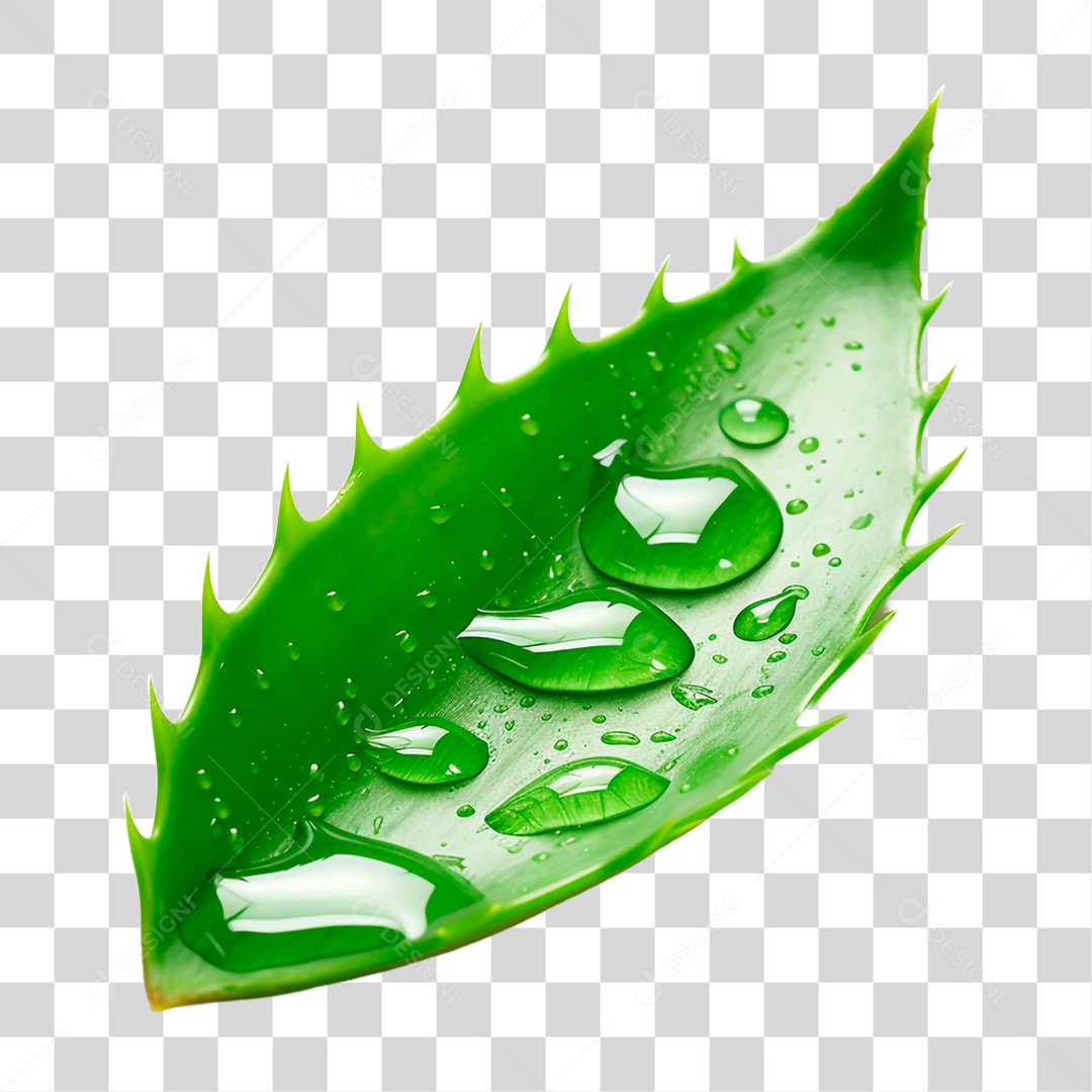 Folha de Babosa PNG Transparente