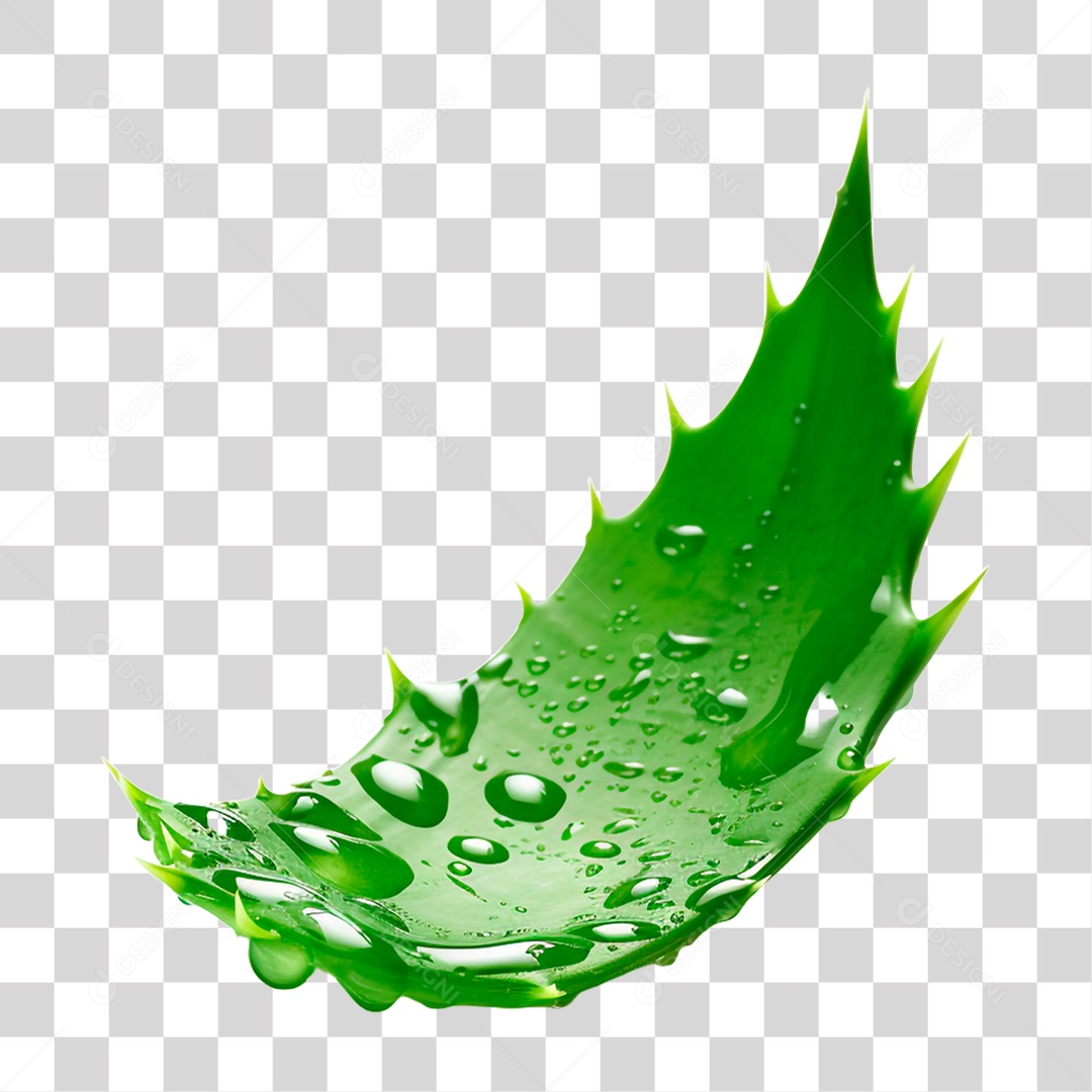 Folha de Babosa PNG Transparente