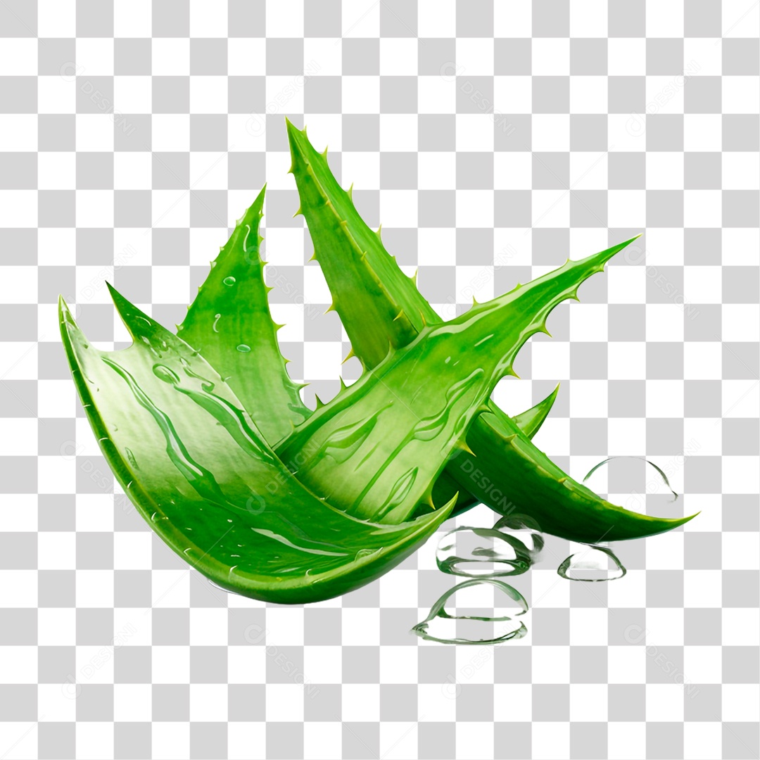 Folhas de Babosa PNG Transparente