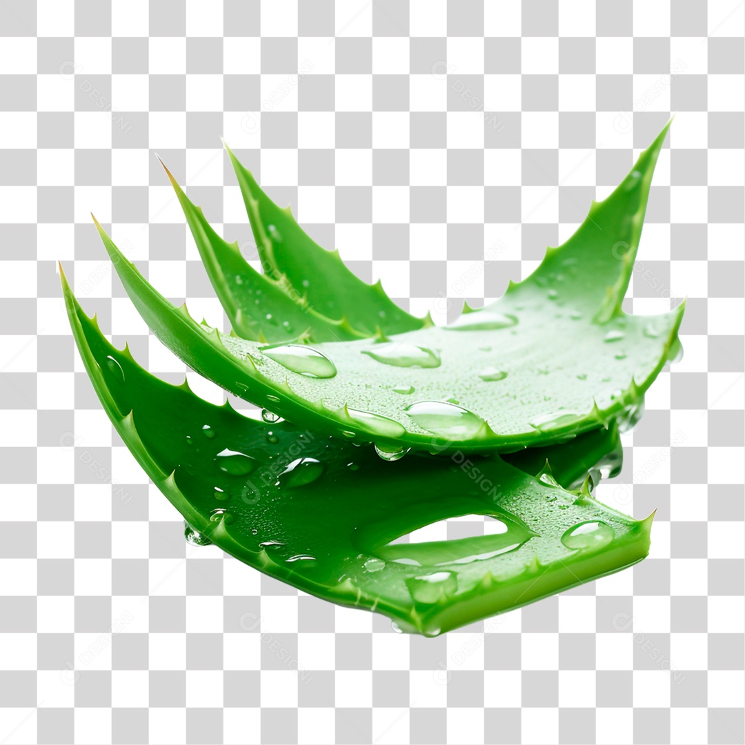 Folhas de Babosa PNG Transparente