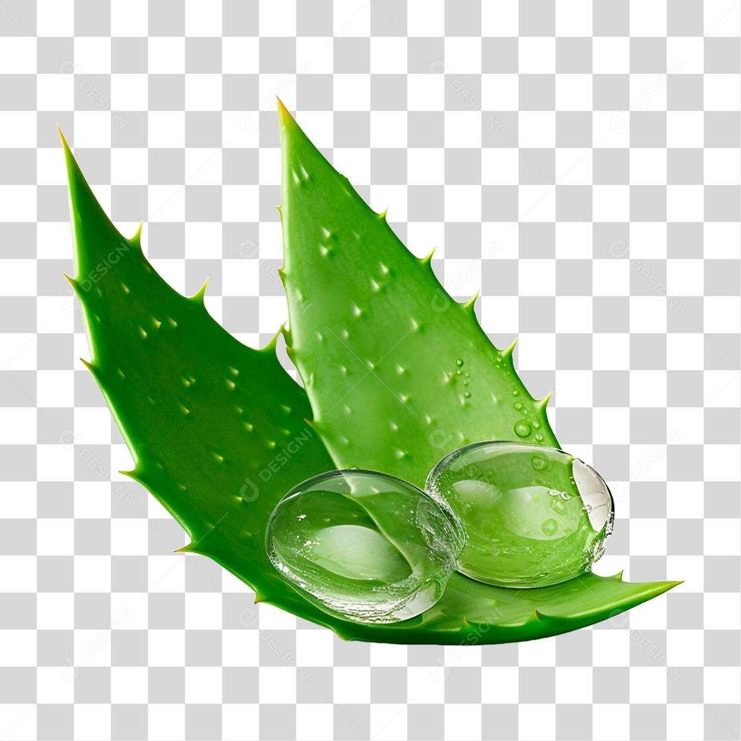 Folha de Babosa PNG Transparente