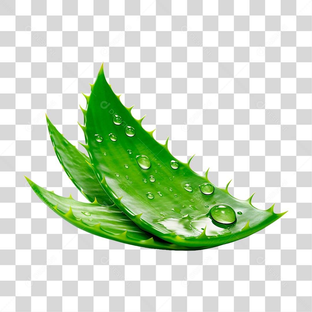 Folha de Babosa PNG Transparente