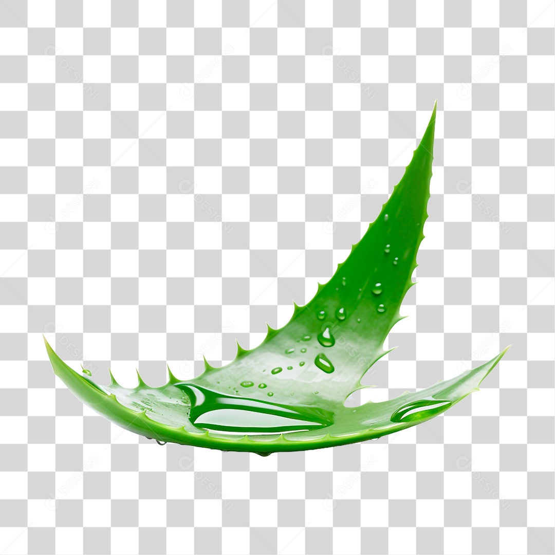 Folha de Babosa PNG Transparente