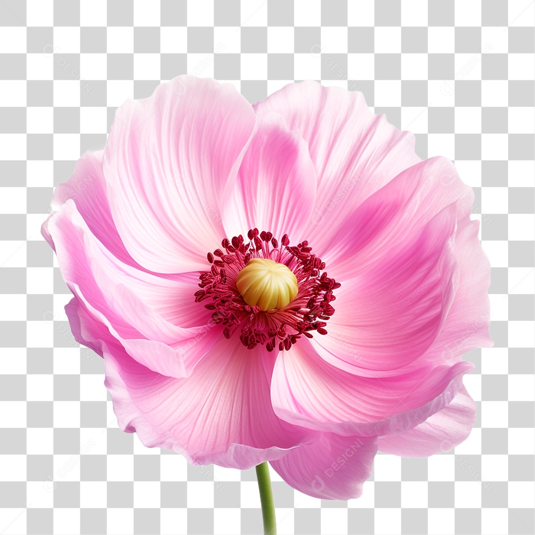 Flor Anêmona PNG Transparente
