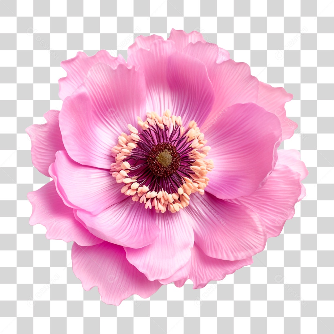 Flor Anêmona PNG Transparente