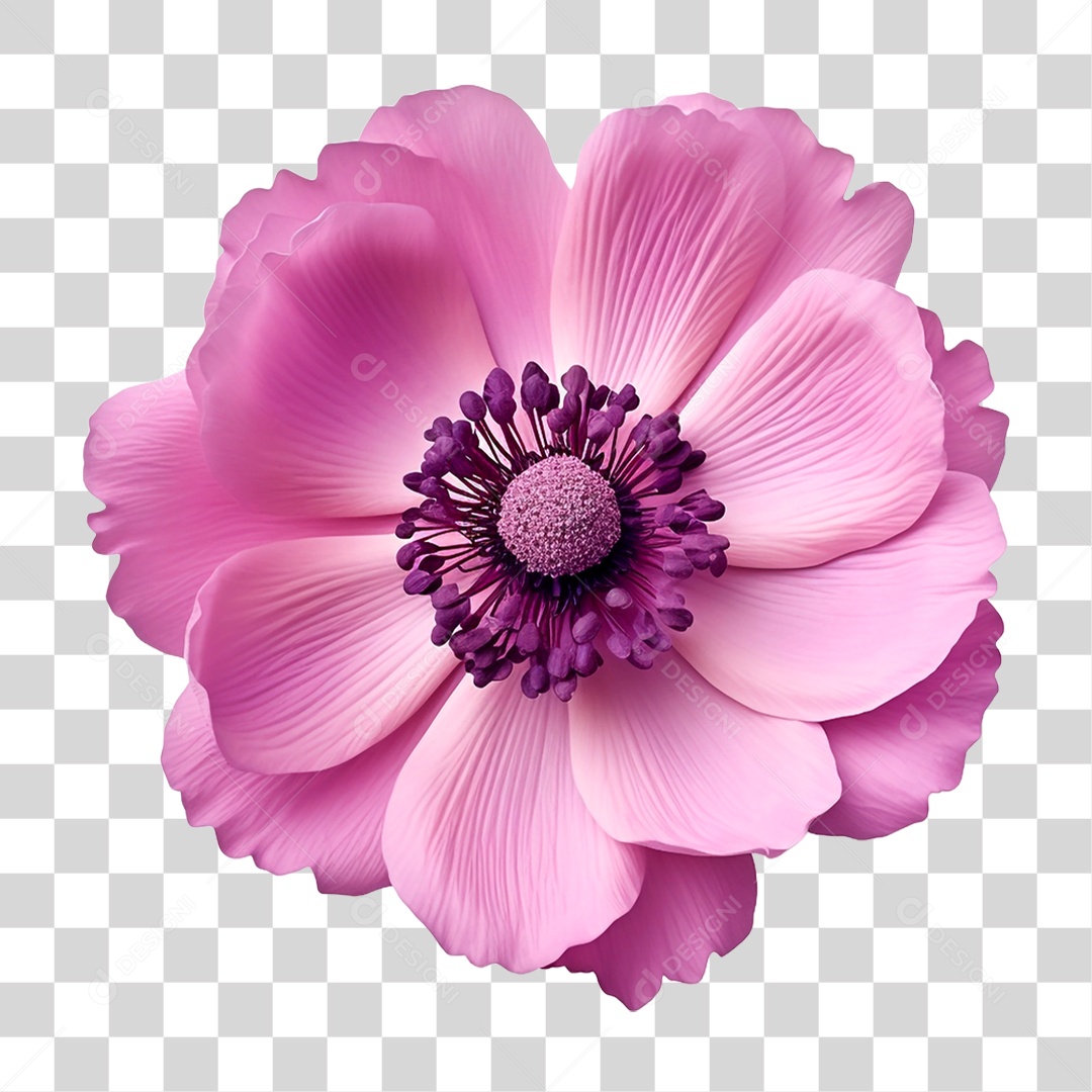 Flor Anêmona PNG Transparente