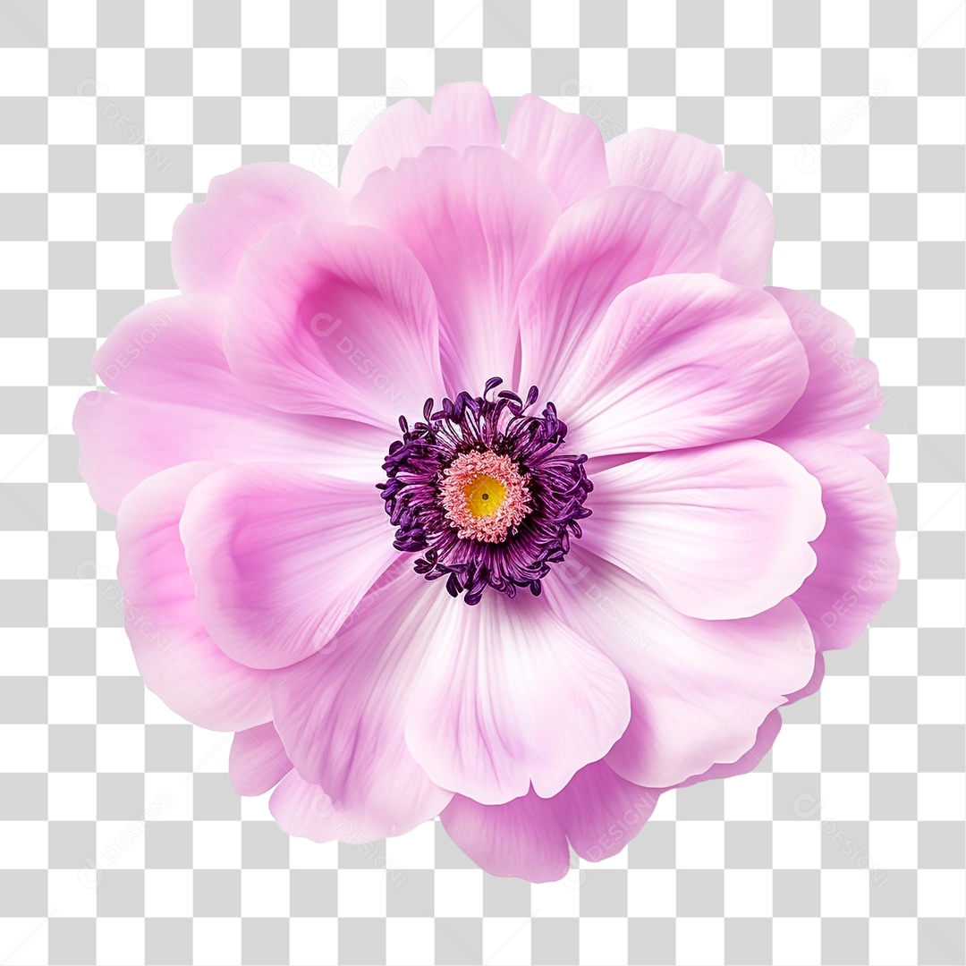 Flor Anêmona PNG Transparente