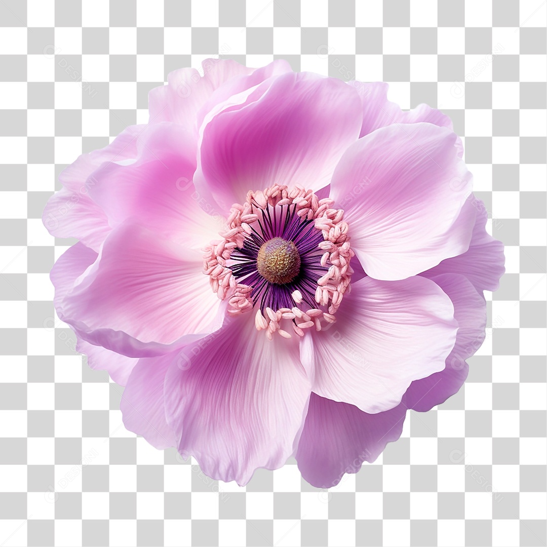 Flor Anêmona PNG Transparente
