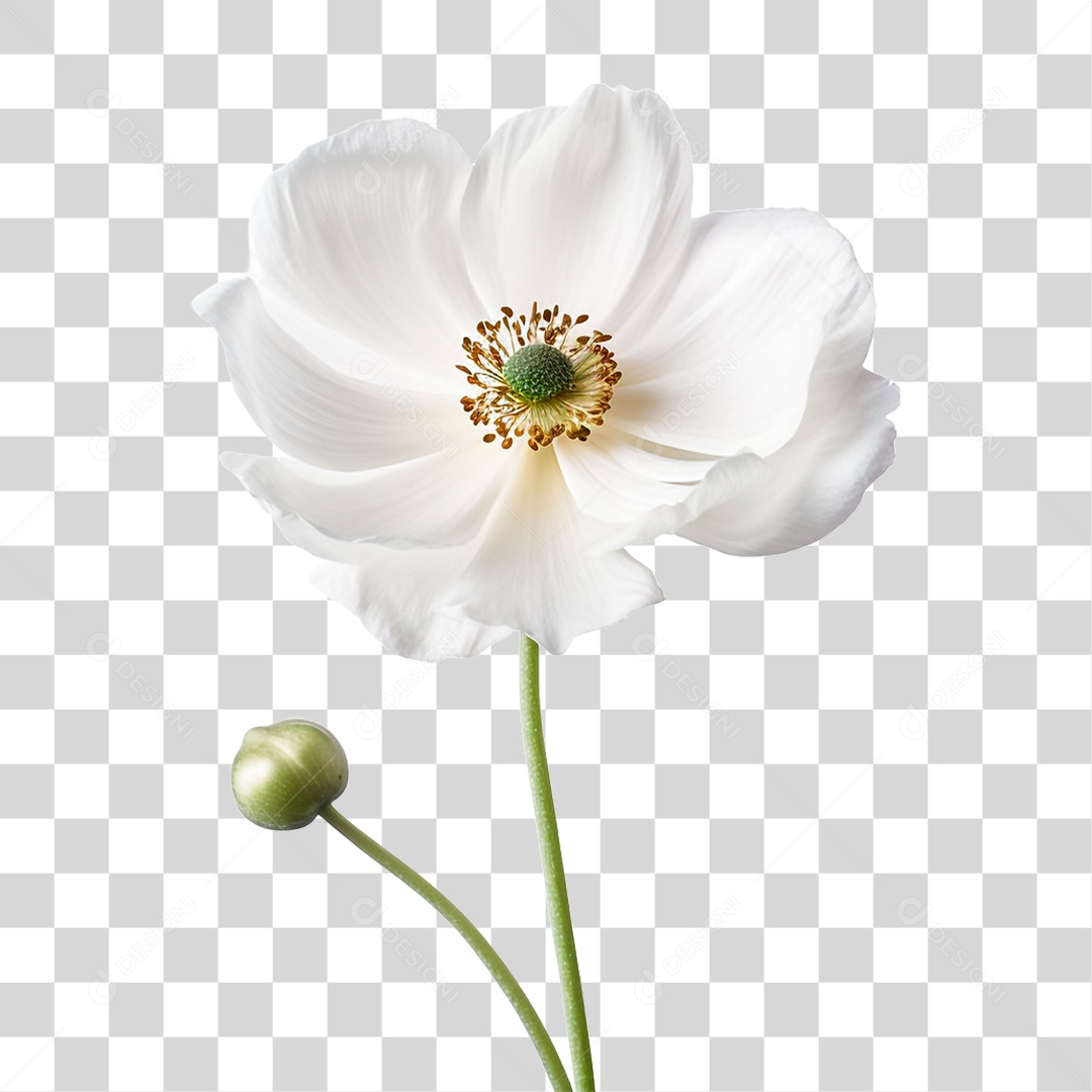 Flor Anêmona PNG Transparente