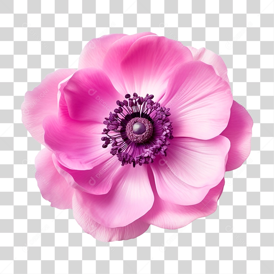 Flor Anêmona PNG Transparente