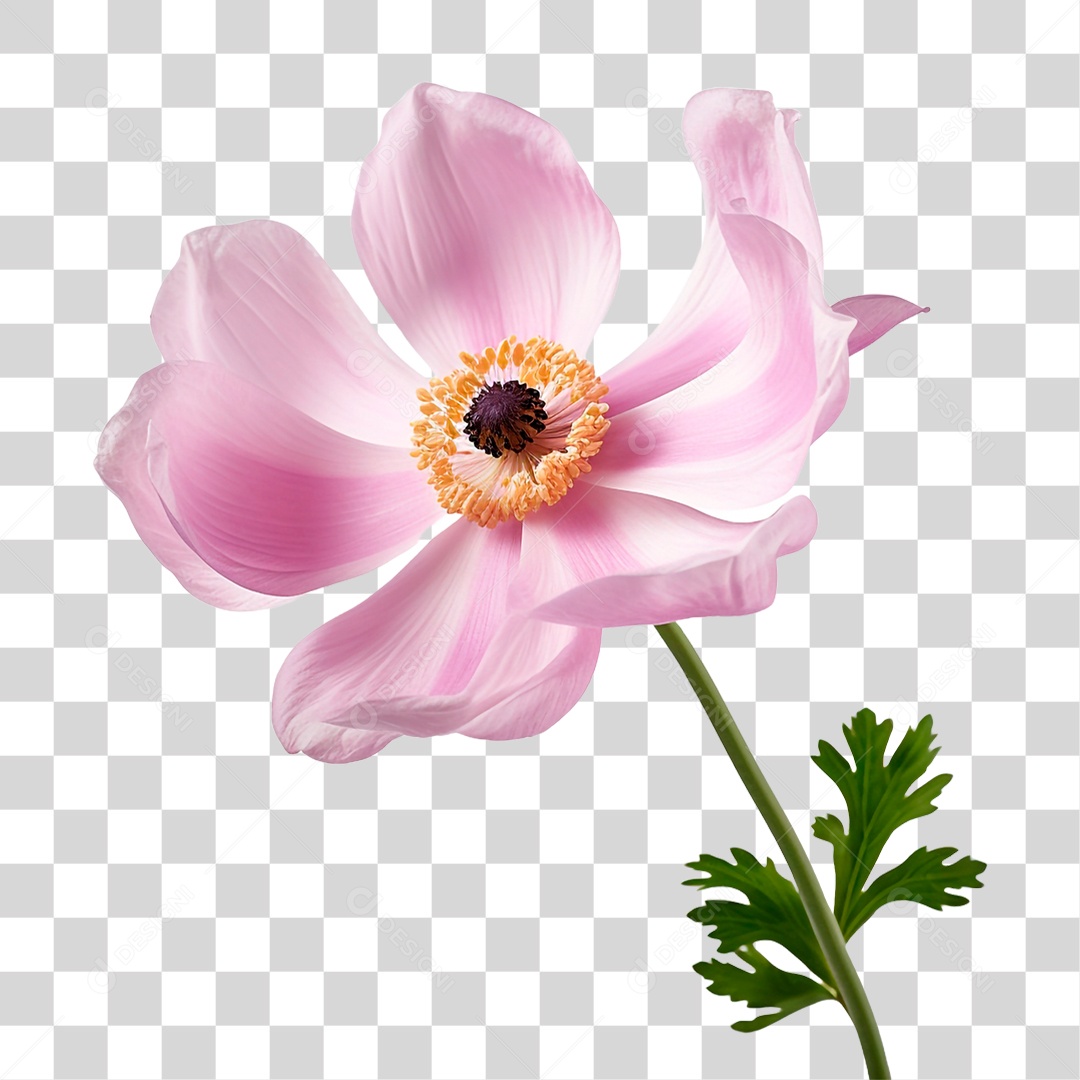 Flor Anêmona PNG Transparente