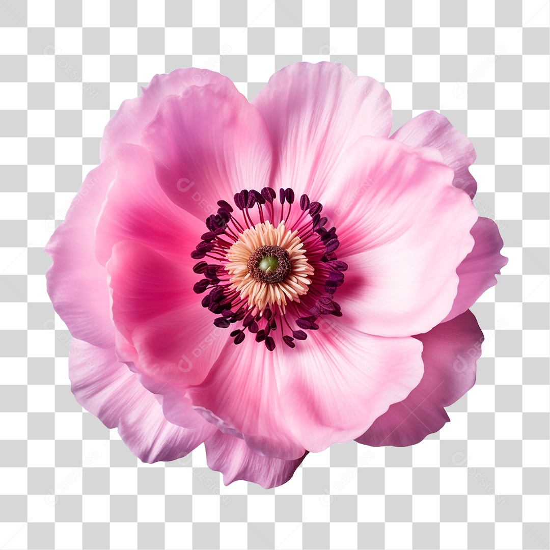 Flor Anêmona PNG Transparente