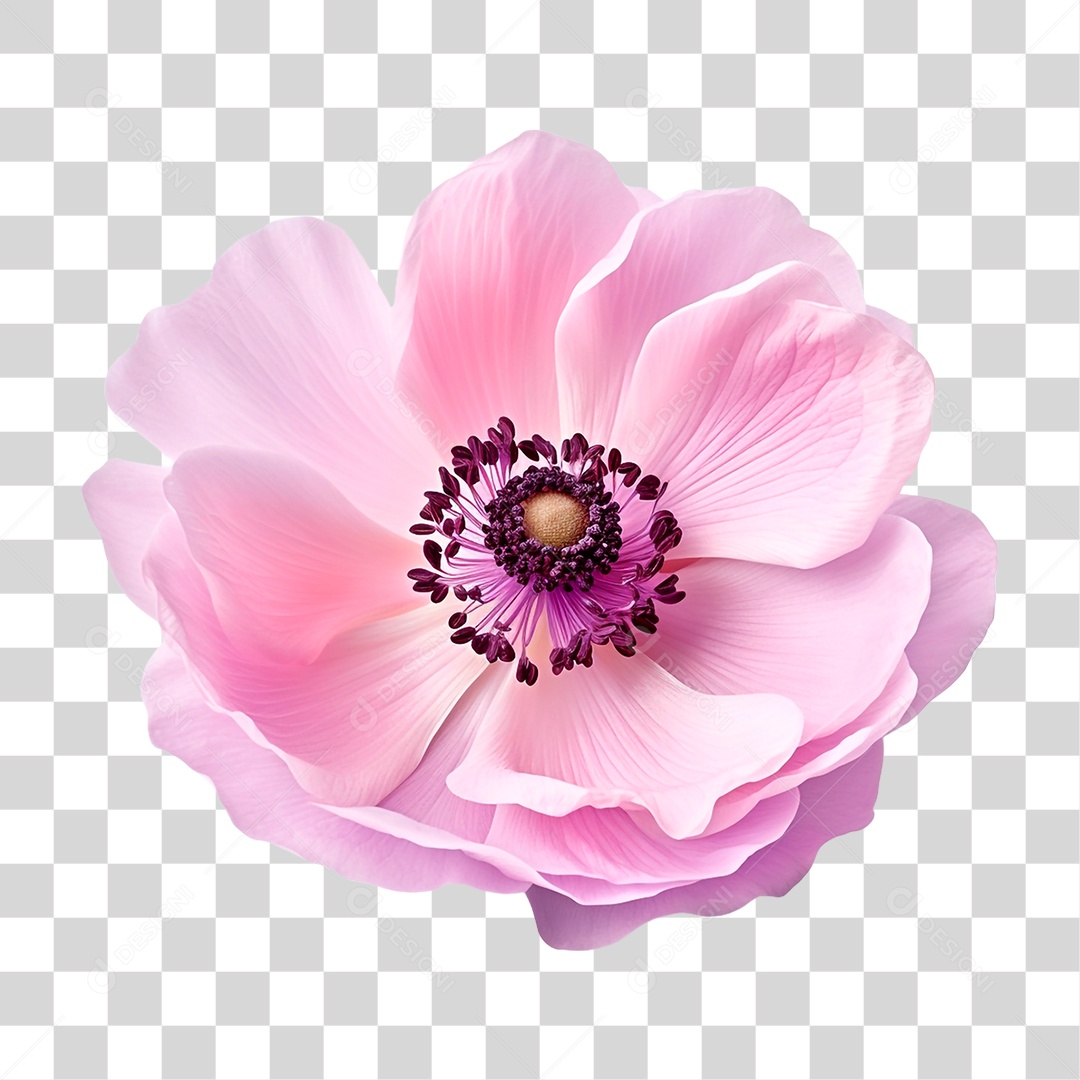 Flor Anêmona PNG Transparente