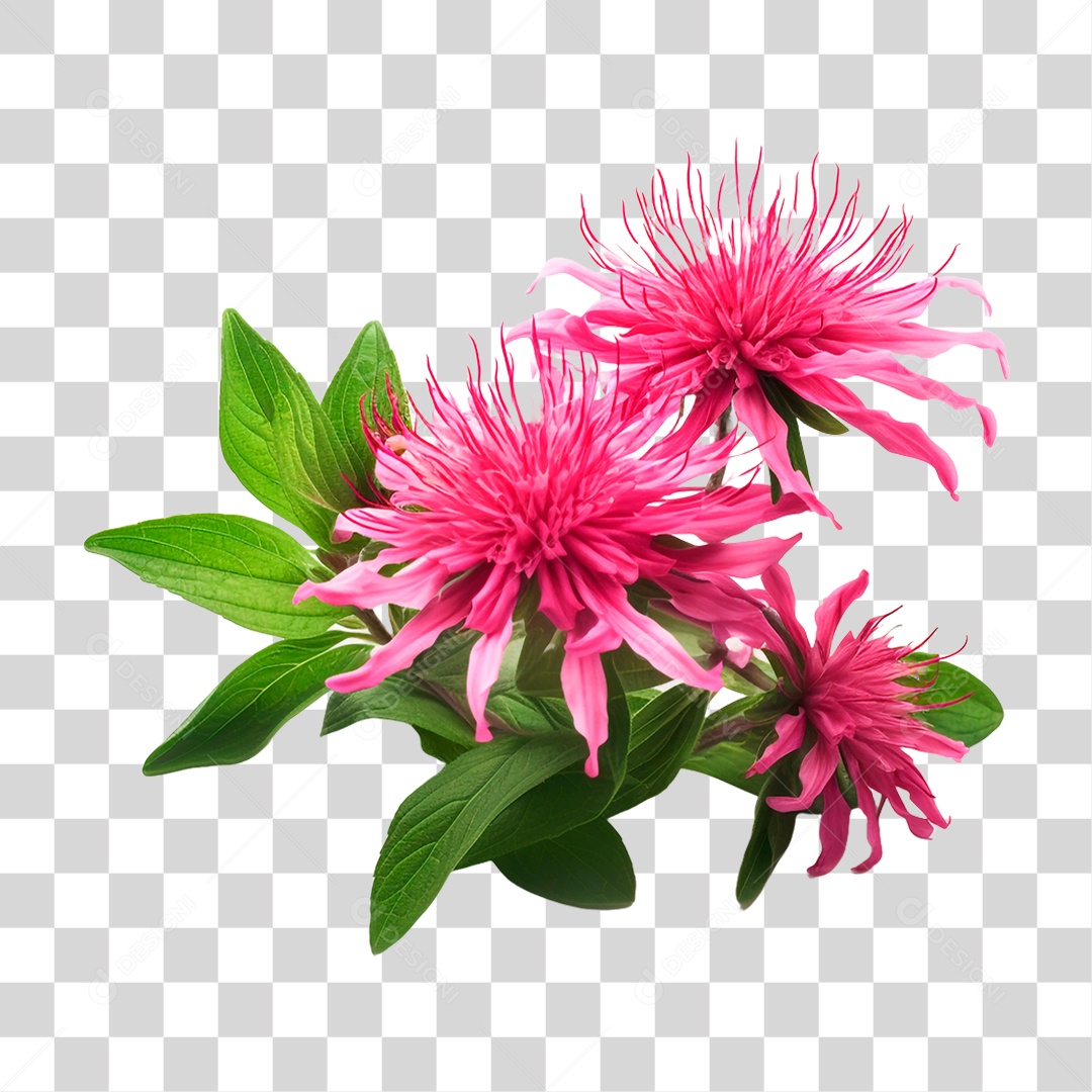 Planta Bee Balm PNG Transparente