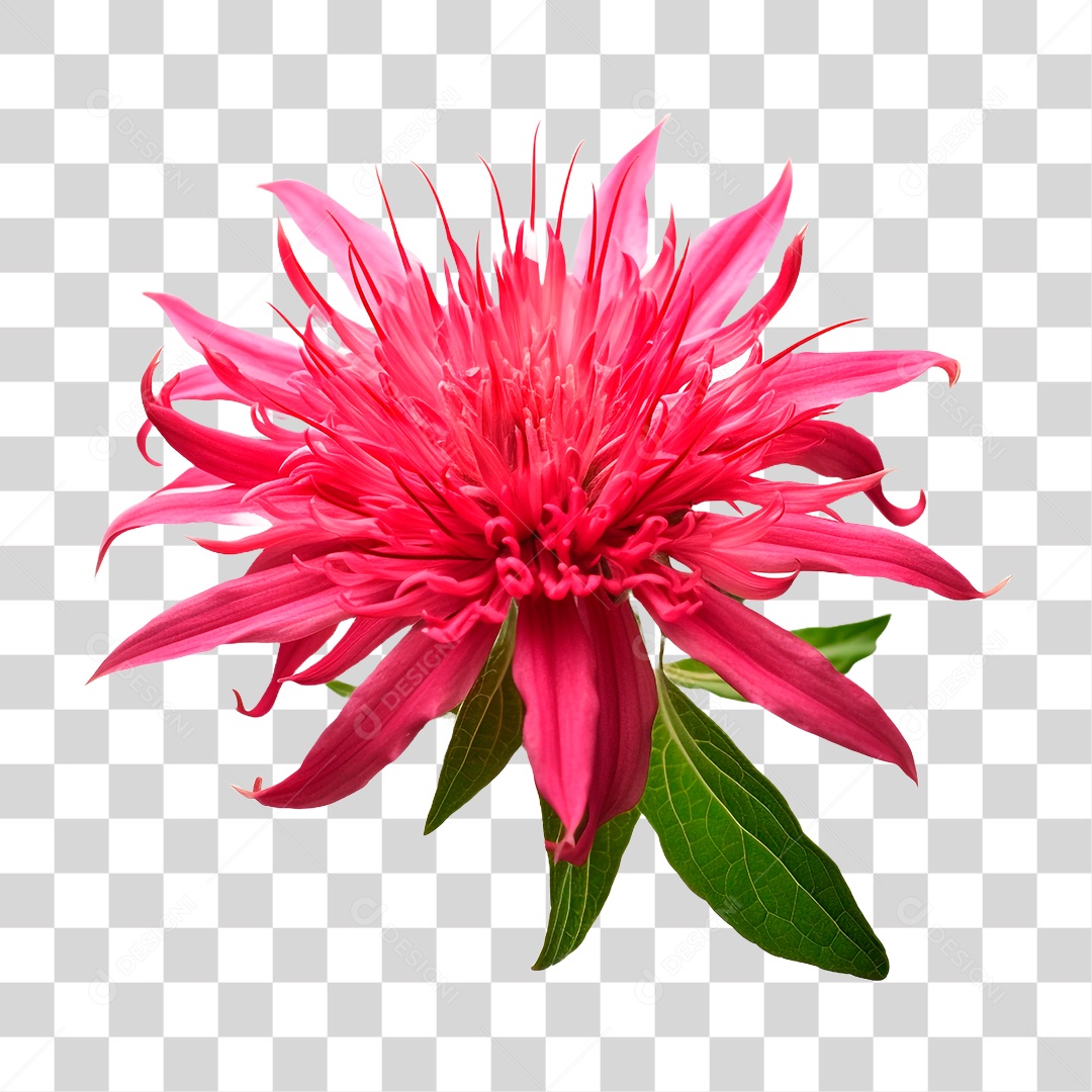 Planta Bee Balm PNG Transparente