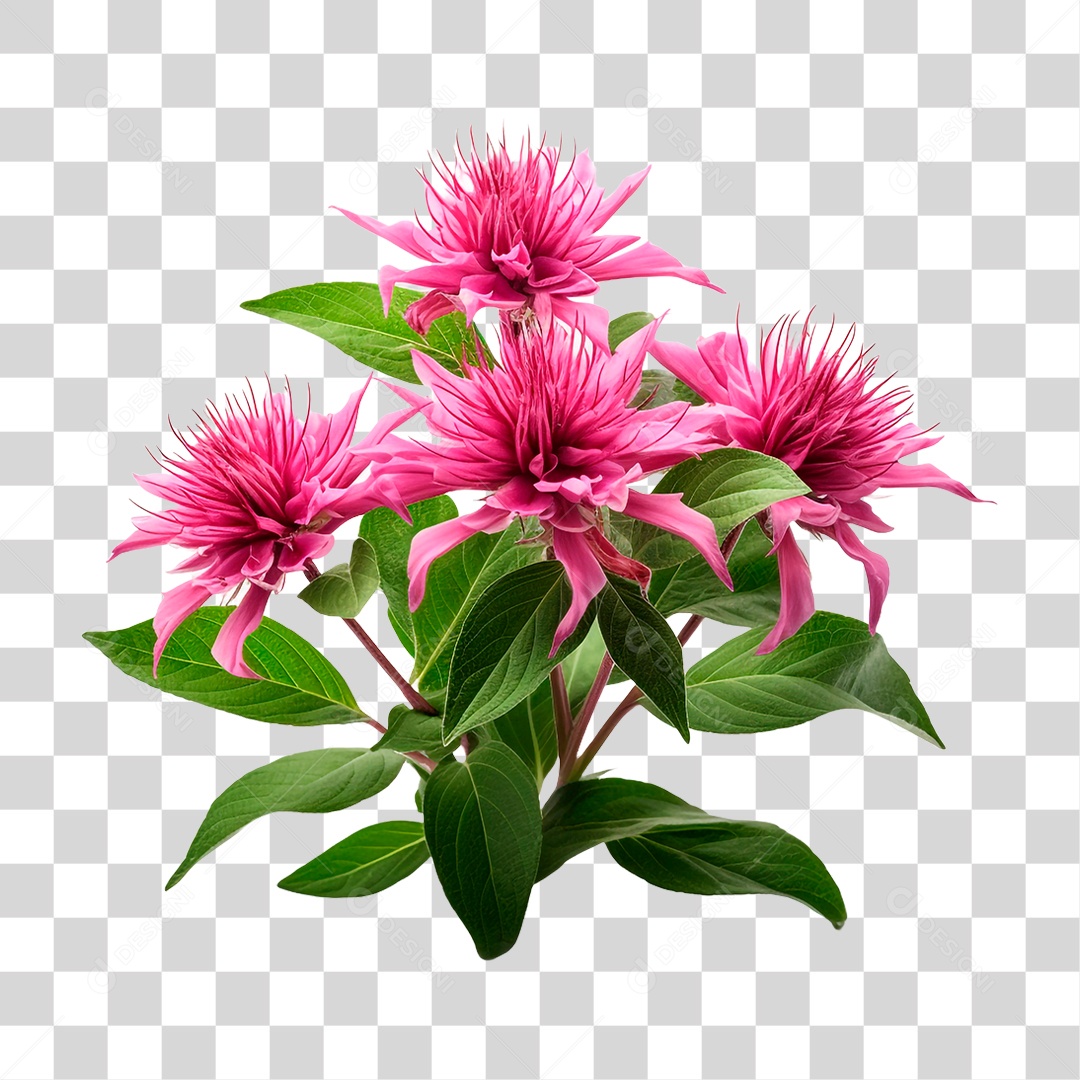 Planta Bee Balm PNG Transparente