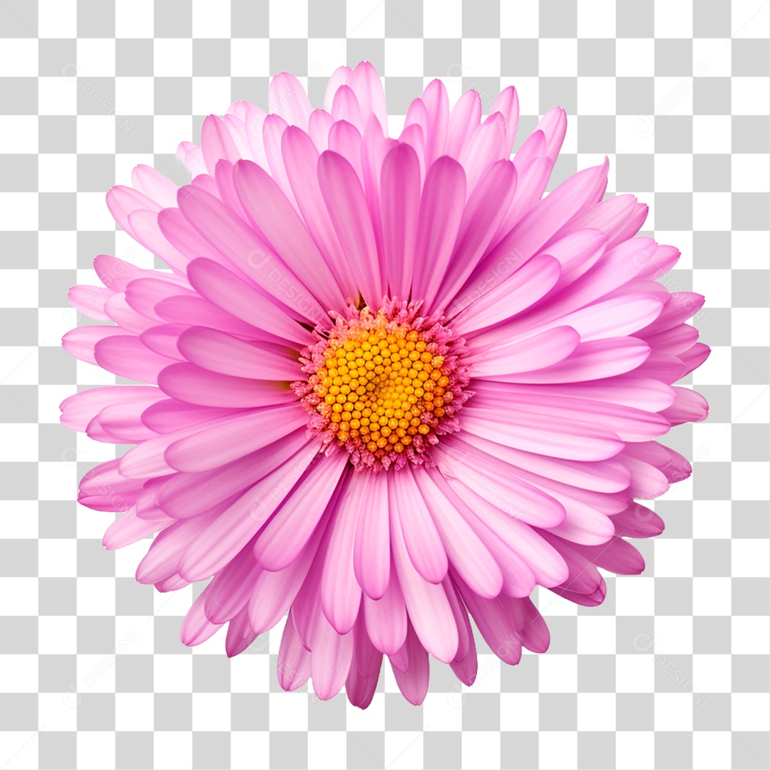 Flor Rosa PNG Transparente