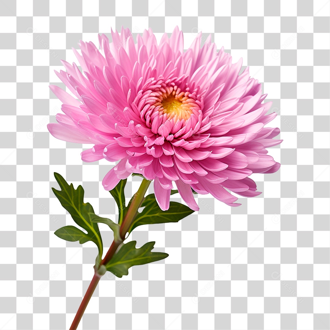 Flor Rosa PNG Transparente