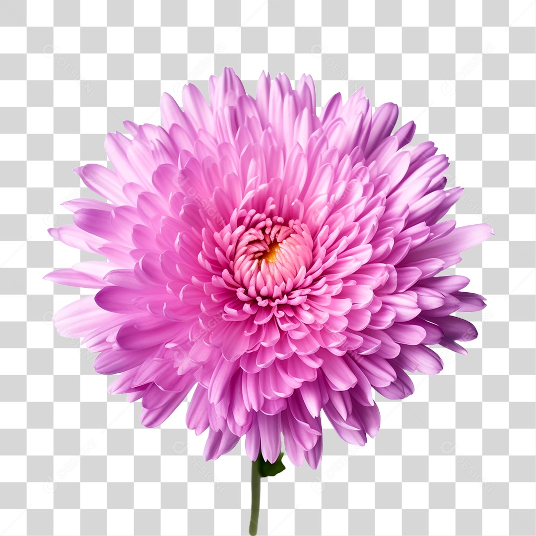 Flor Rosa PNG Transparente