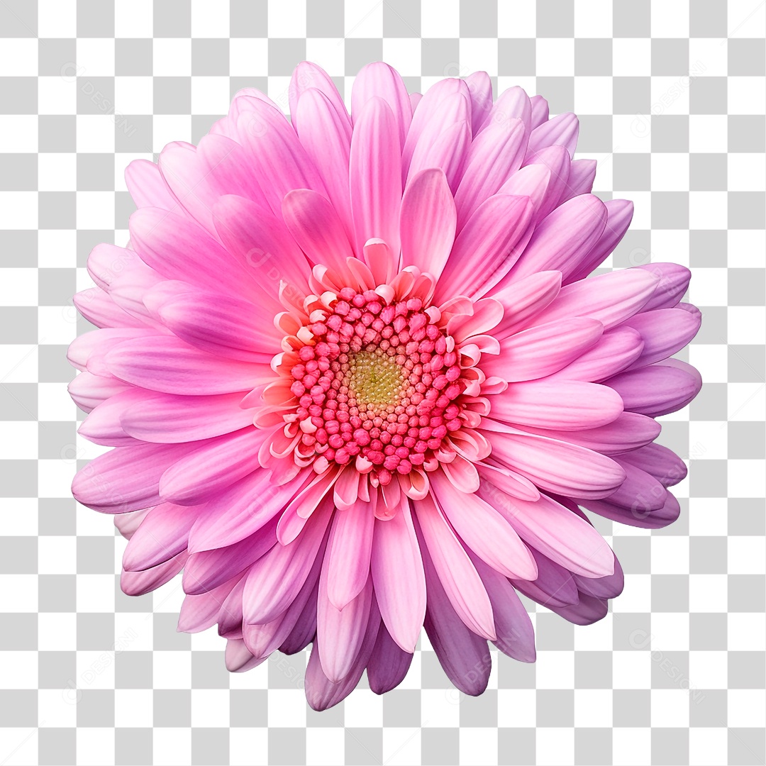 Flor Rosa PNG Transparente