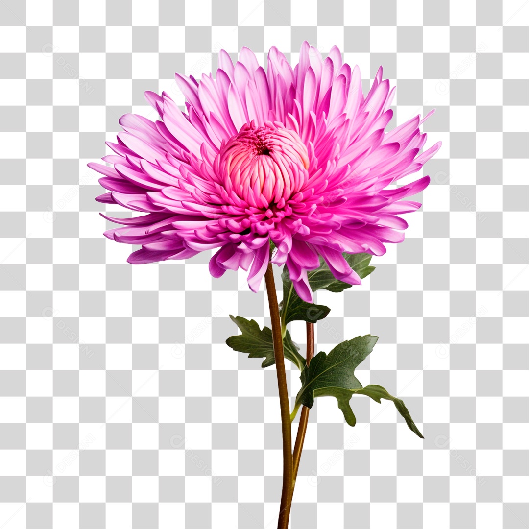 Flor Ornamental PNG Transparente